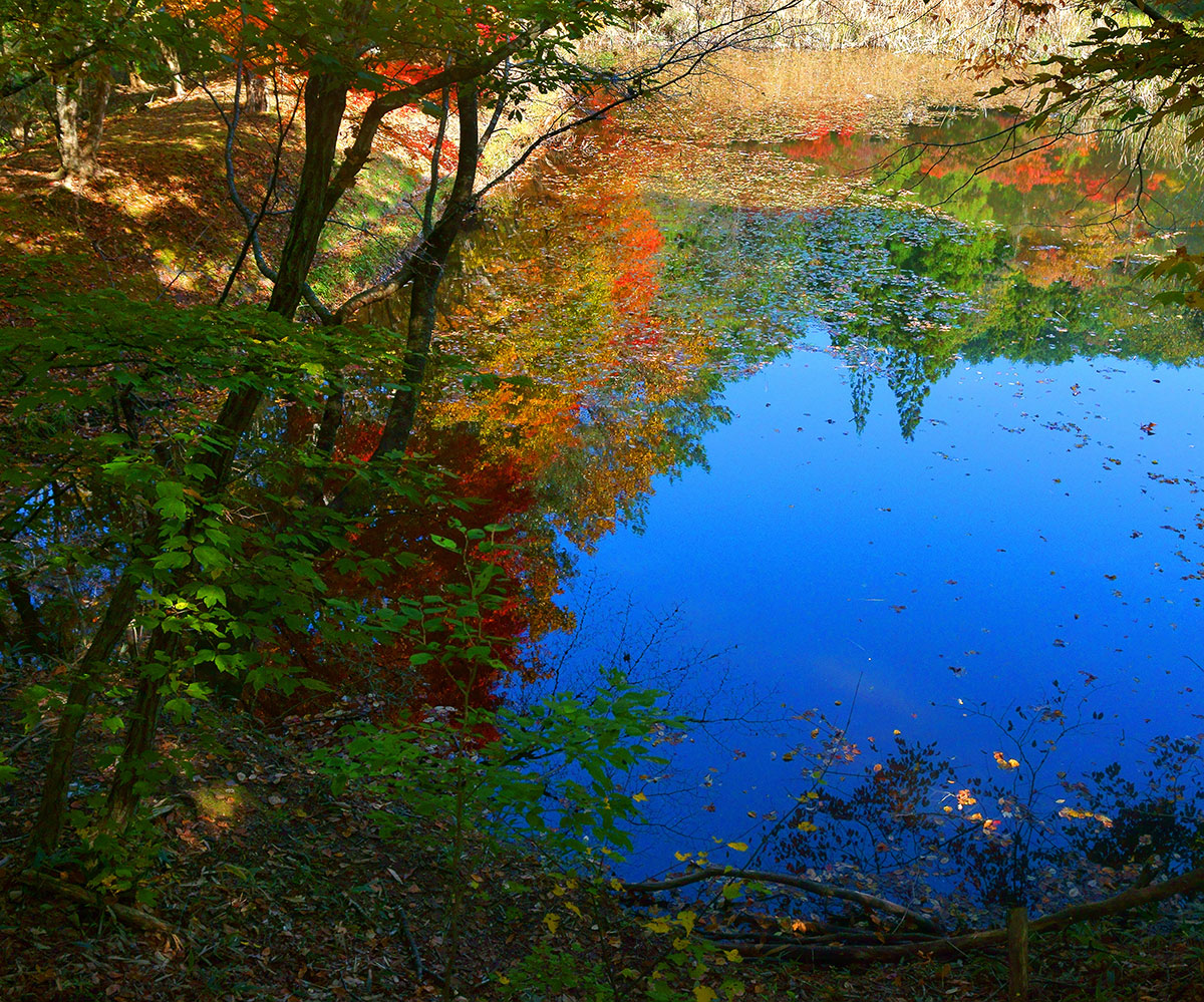 タカドヤ湿地の紅葉